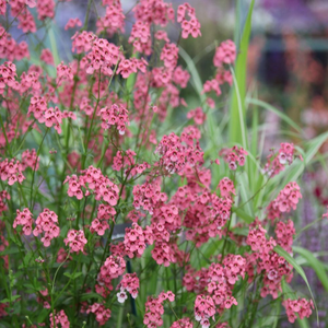 Diascia personata Hopleys