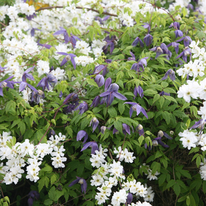 Clematis Frankie