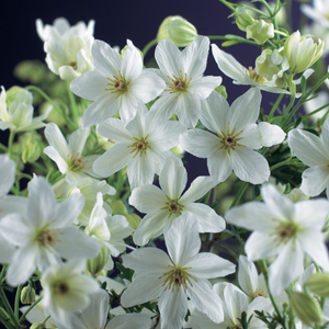 Clematis × cartmanii Joe