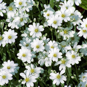 Cerastium tomentosum 