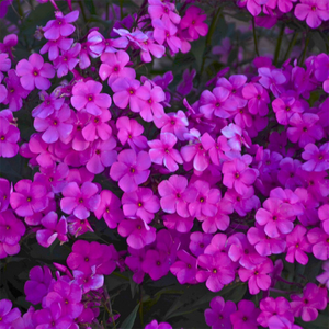 Phlox Cloudburst
