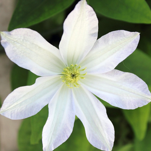 Clematis patens Manshuu Ki