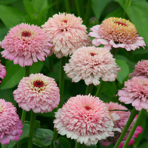 Zinnia elegans Zinderella Lilac