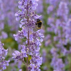 Nepeta grandiflora Summer Magic (PBR)