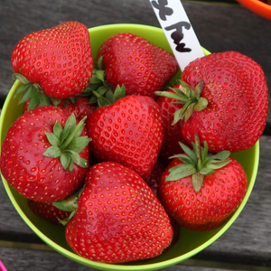 strawberry Cambridge Favourite