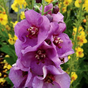 Verbascum Sugar Plum (PBR)