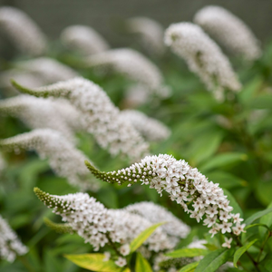 Lysimachia clethroides 