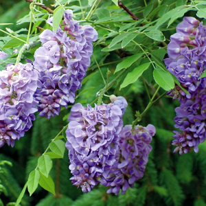 Wisteria frutescens Amethyst Falls (PBR)