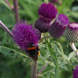 Cirsium rivulare Trevors Felley Find (PBR)