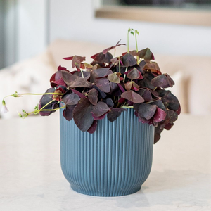 Oxalis triangularis 