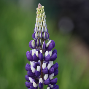 Lupinus The Governor (Band of Nobles Series)