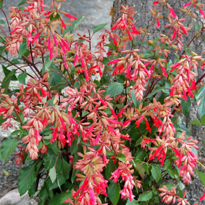 Salvia Ember's Wish ('SAL 0101') (PBR)