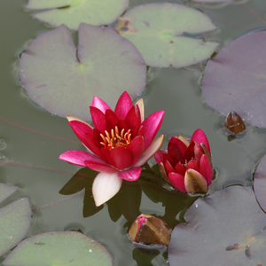 Nymphaea Pygmaea Rubra