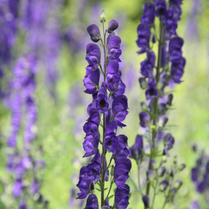 Aconitum napellus 