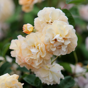 Rosa Buff Beauty