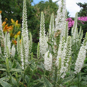 Veronica longifolia Charlotte (PBR)