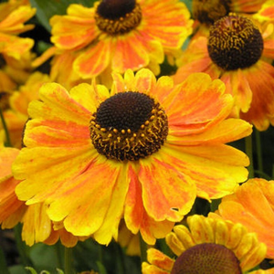 Helenium Sahin's Early Flowerer