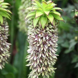 Eucomis bicolor 