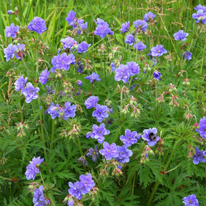 Geranium pratense Azure Skies ('Tuitski') (PBR)