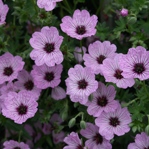 Geranium (Cinereum Group) Ballerina