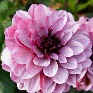 Dahlia Crème de Cassis