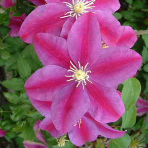 Clematis Sunset