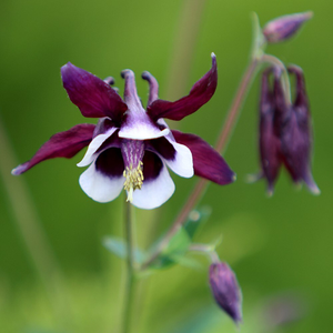 Aquilegia vulgaris William Guiness