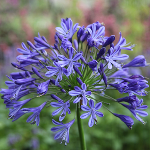 Agapanthus Headbourne hybrids