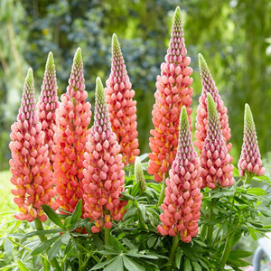 Lupinus Towering Inferno (PBR)