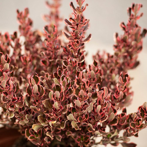 Coprosma repens Pacific Dawn
