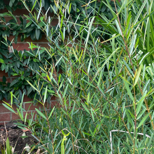 Phillyrea angustifolia 