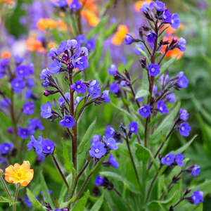 Anchusa azurea Loddon Royalist