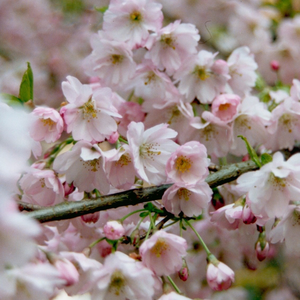 Prunus Pandora