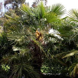 Trachycarpus fortunei