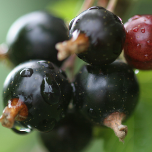blackcurrant Ben Connan