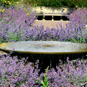 Nepeta Six Hills Giant