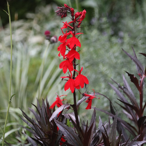 Lobelia cardinalis Queen Victoria