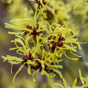 Hamamelis × intermedia Pallida