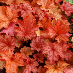 Heuchera Paprika (PBR)