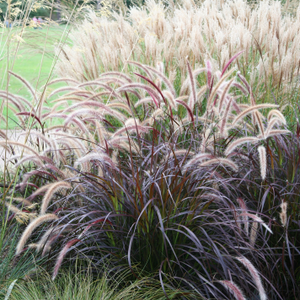 Pennisetum advena Rubrum