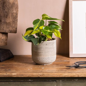 Philodendron scandens Brasil