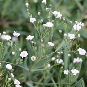 Gypsophila Rosenschleier