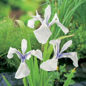 Iris laevigata Snowdrift