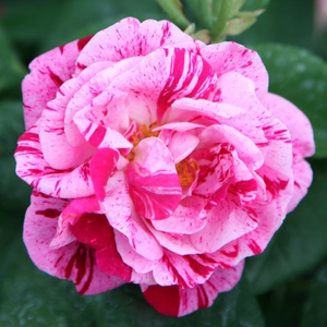Rosa Ferdinand Pichard