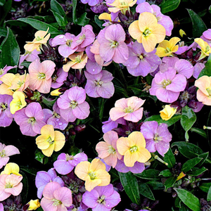 Erysimum Night Skies (Sky Series)