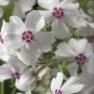 Phlox subulata Amazing Grace