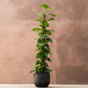 Epipremnum aureum 