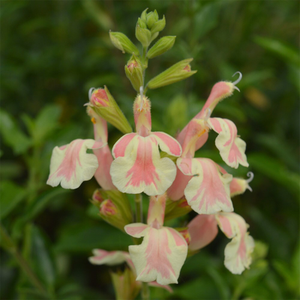 Salvia Belle de Loire