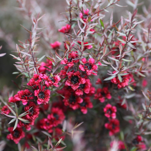 Leptospermum scoparium Red Damask