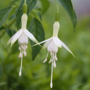 Fuchsia Hawkshead